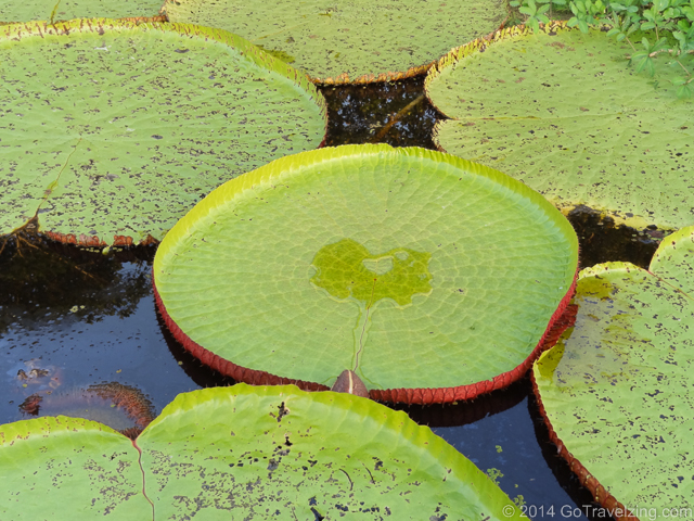 Giant Lily Pads on the Amazon